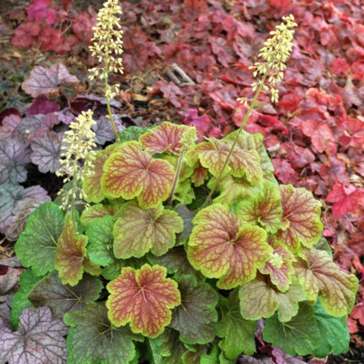 Al's Garden & Home 'Delta Dawn' Coral Bells (Heuchera), 1 Gallon perennial