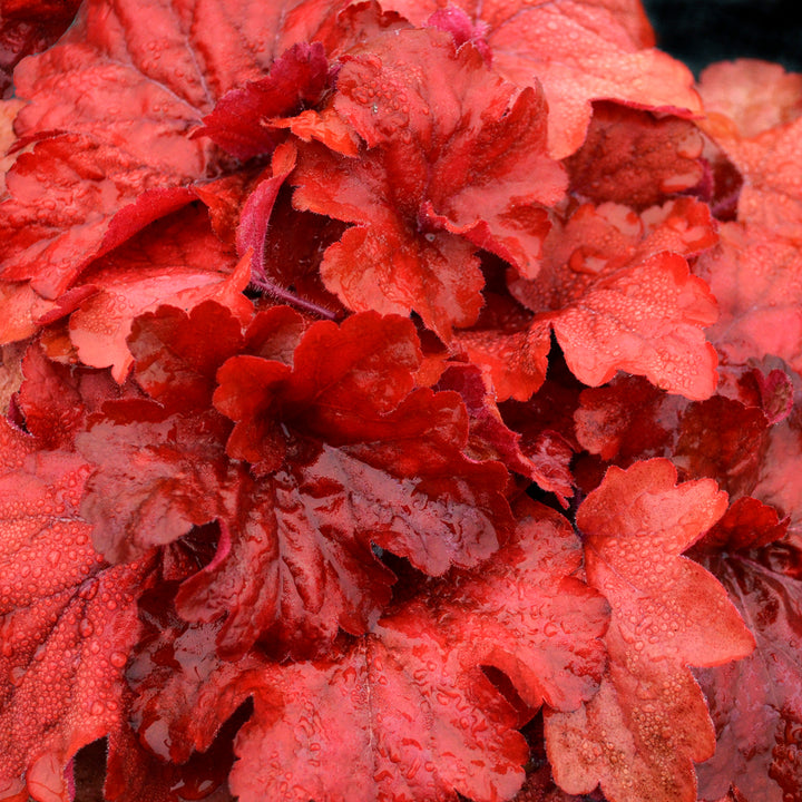 Al's Garden & Home 'Fire Alarm' Coral Bells (Heuchera), 1 Gallon perennial