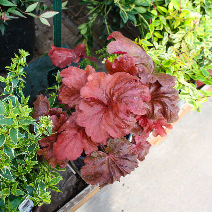 Al's Garden & Home 'Fire Alarm' Coral Bells (Heuchera), 1 Gallon perennial