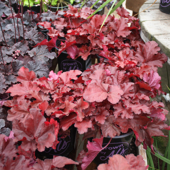 Heuchera 'TNHEUFR' PP29644 Coral Bells, 1 Gallon Perennials