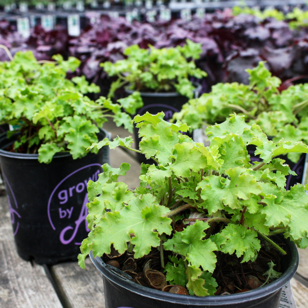 Heuchera 'Lime Marmalade' PP21861 Coral Bells, 1 Gallon Perennials