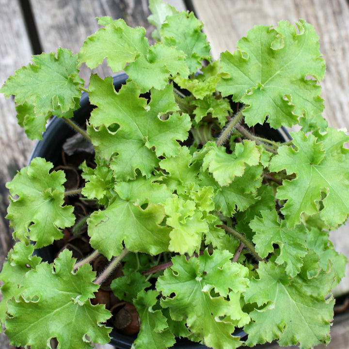 Heuchera 'Lime Marmalade' PP21861 Coral Bells, 1 Gallon Perennials