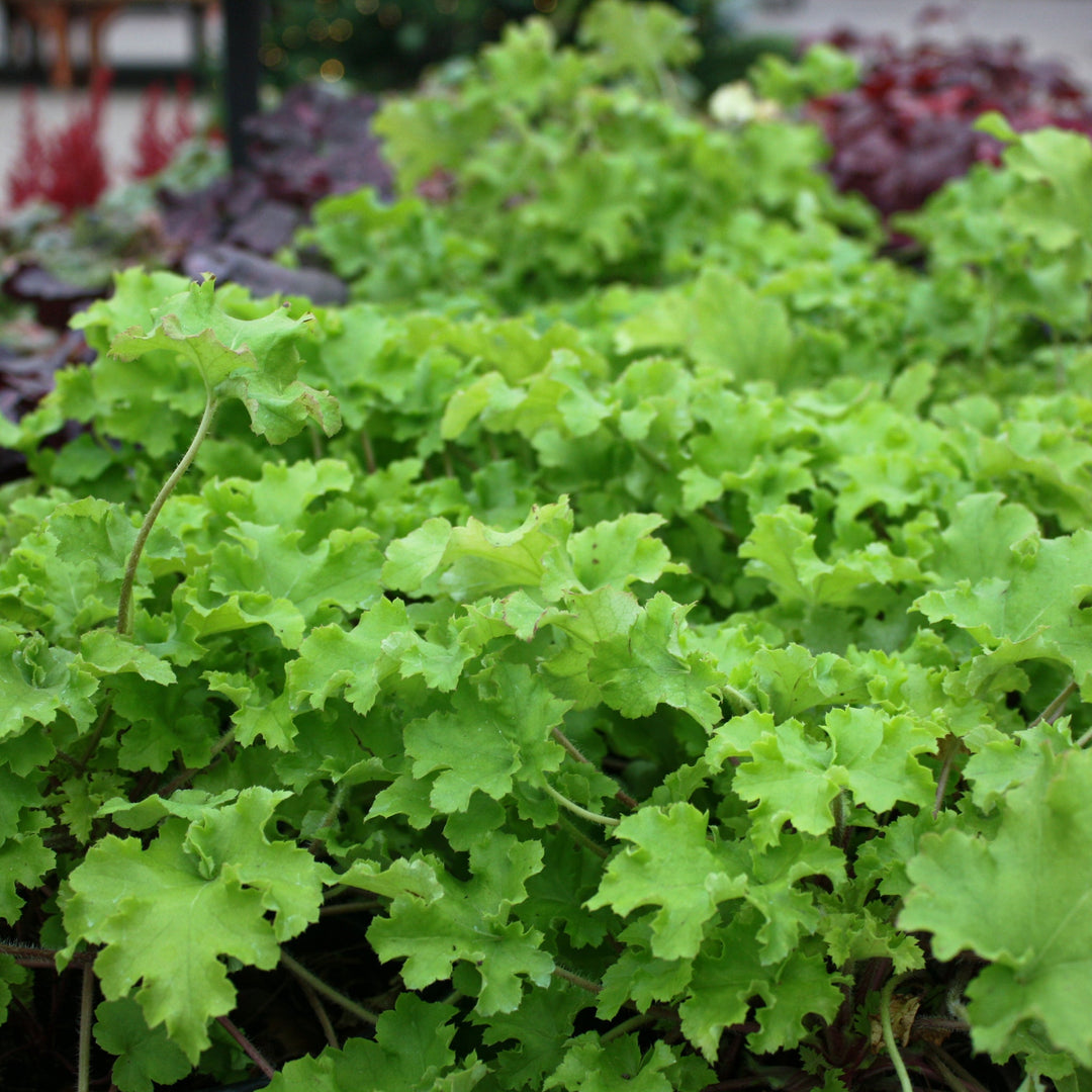 Heuchera 'Lime Marmalade' PP21861 Coral Bells, 1 Gallon Perennials