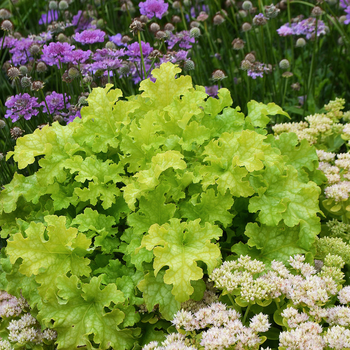 Al's Garden & Home 'Lime Ruffles' Coral Bells (Heuchera), 1 Gallon perennial