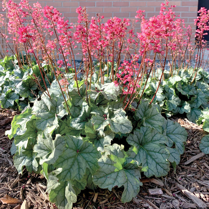Heuchera 'Shimmer' PP31859 Coral Bells, 1 Quart Perennials