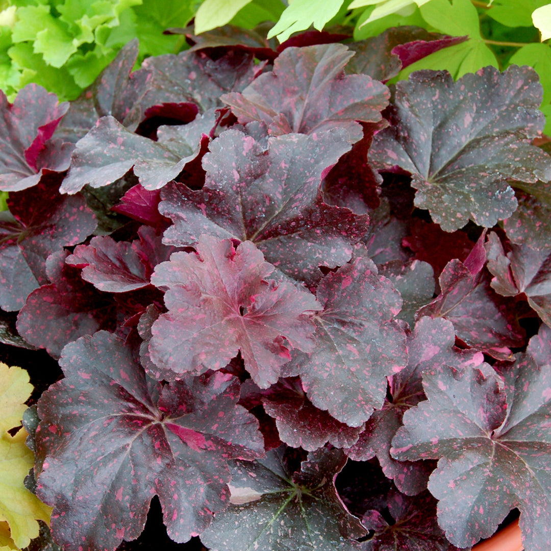 Heuchera 'Midnight Rose' PP18551 Coral Bells, 1 Gallon Perennials