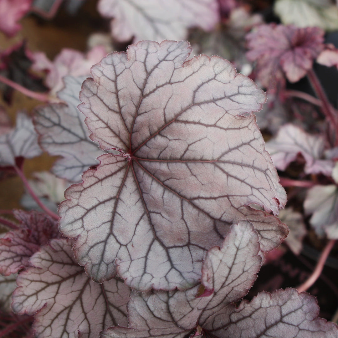 Heuchera 'Spellbound' PP24103 Coral Bells, 1 Gallon Perennials