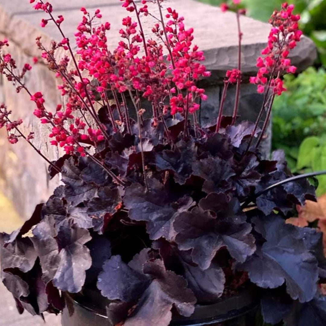 Heuchera 'Black Forest Cake' PP33532 Coral Bells, 1 Gallon Perennials