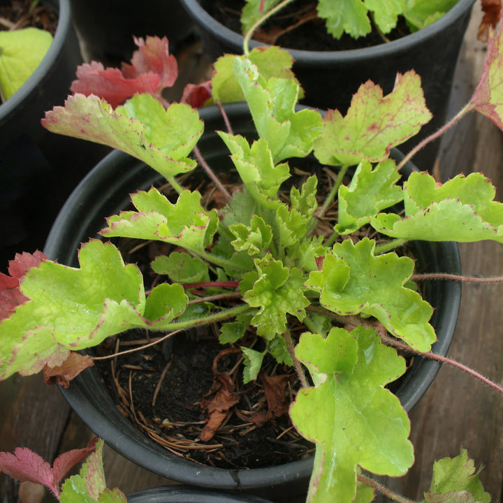 Al's Garden & Home 'Small Flowered Alumroot' Coral Bells (Heuchera), 3 Inch perennial