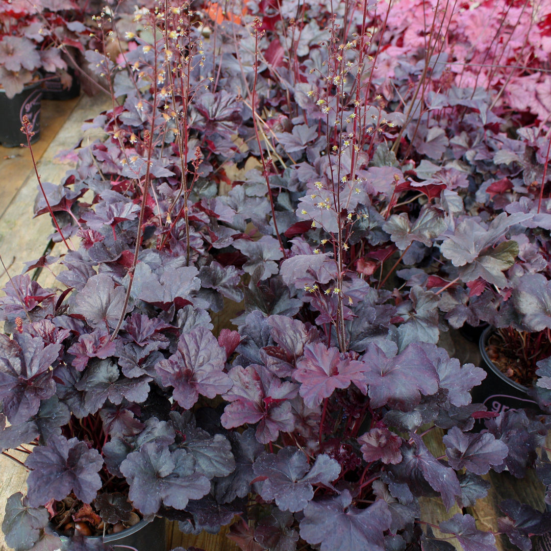 Heuchera 'Paprika' PP24575 Coral Bells, 1 Gallon Perennials