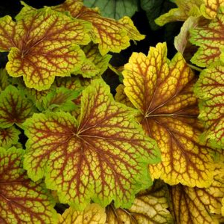 Al's Garden & Home 'Red Lightening' Coral Bells (Heuchera), 1 Gallon perennial