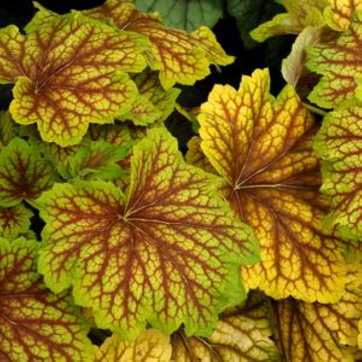 Heuchera 'Red Lightening' PP27767 Coral Bells, 1 Gallon Perennials