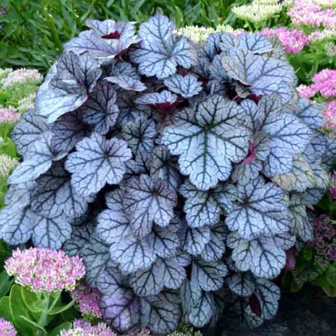 Al's Garden & Home 'Glitter' Coral Bells (Heuchera), 1 Gallon perennial