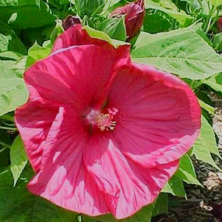Hibiscus
