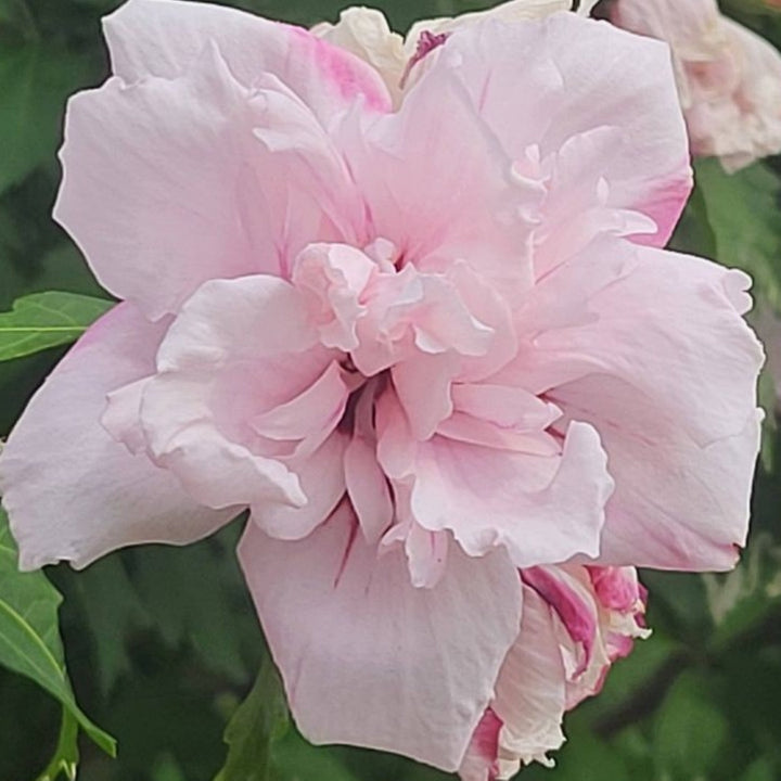 Hibiscus syriacus 'Blushing Bride' Rose of Sharon, 7 Gallon Shrubs