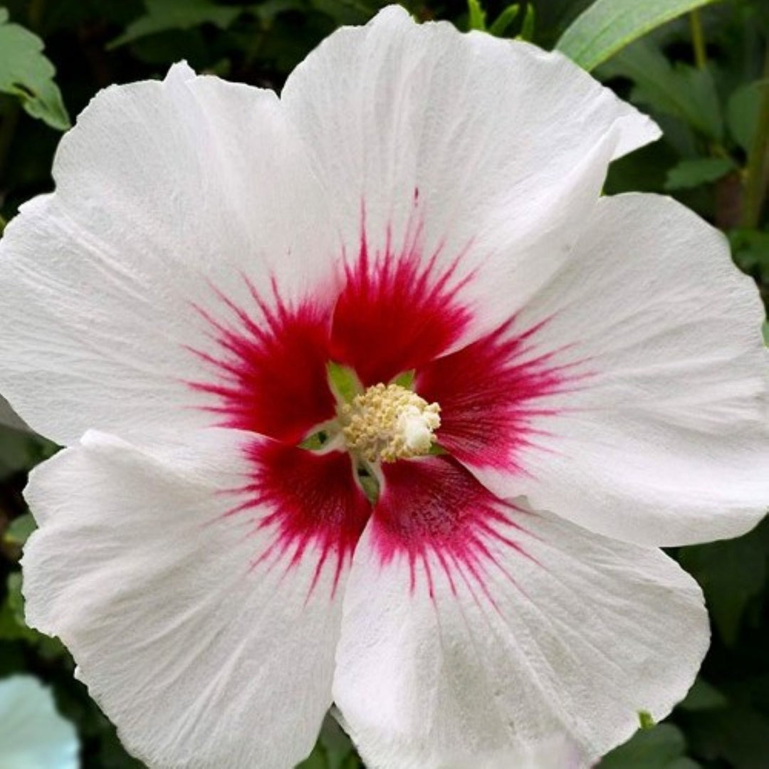 Hibiscus syriacus 'Red Heart' Rose of Sharon, 7 Gallon Shrubs