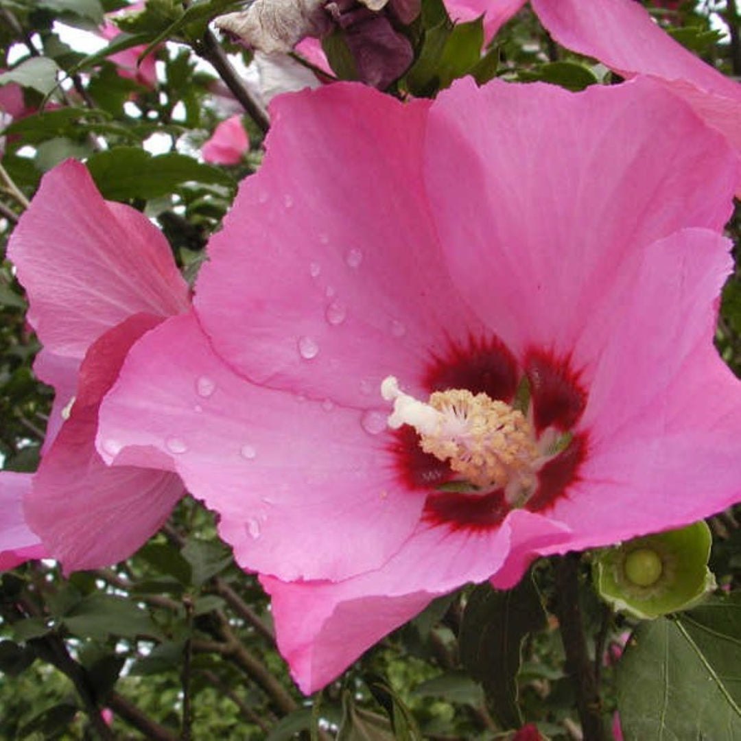 Hibiscus syriacus 'Woodbridge' Rose of Sharon, 7 Gallon Shrubs