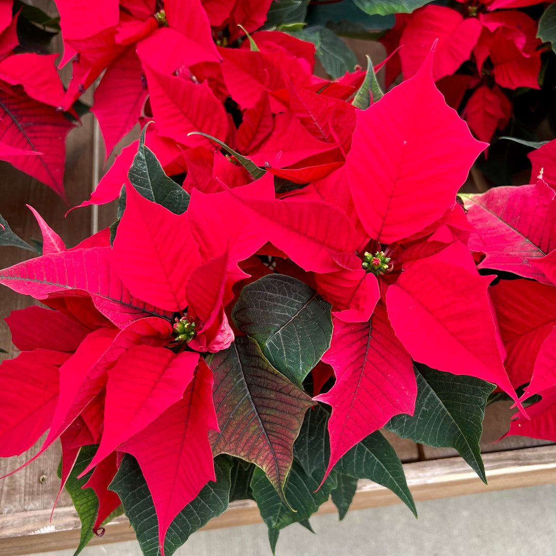 Euphorbia pulcherrima 'Holly Berry' Poinsettia, 4 Inch Annuals