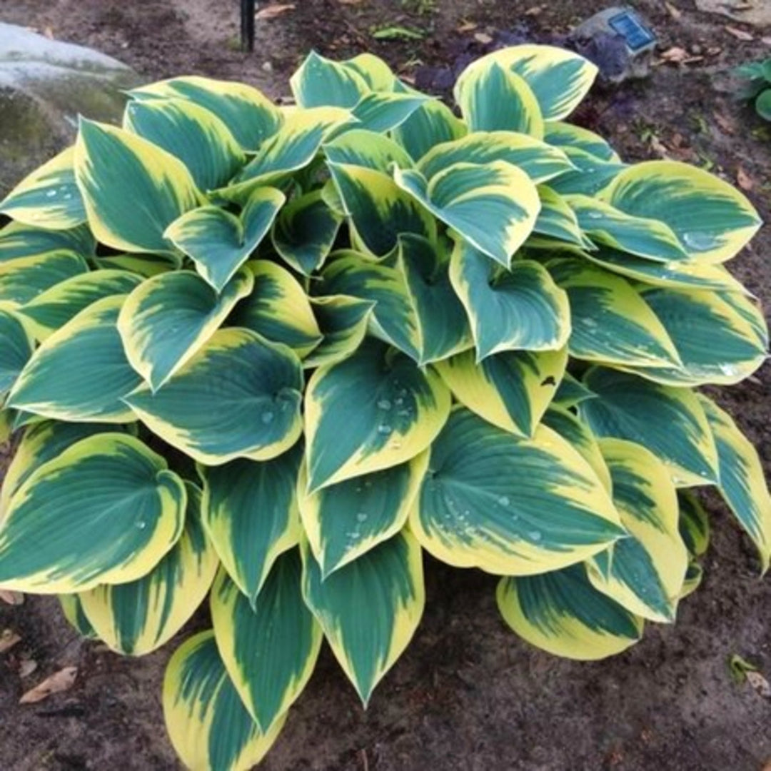 Hosta x 'First Frost' Hosta, 1 Gallon Perennials