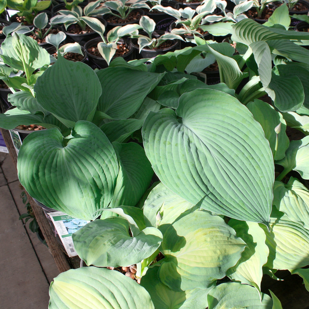 Hosta 'Blue Angel' Hosta, 1 Gallon Perennials