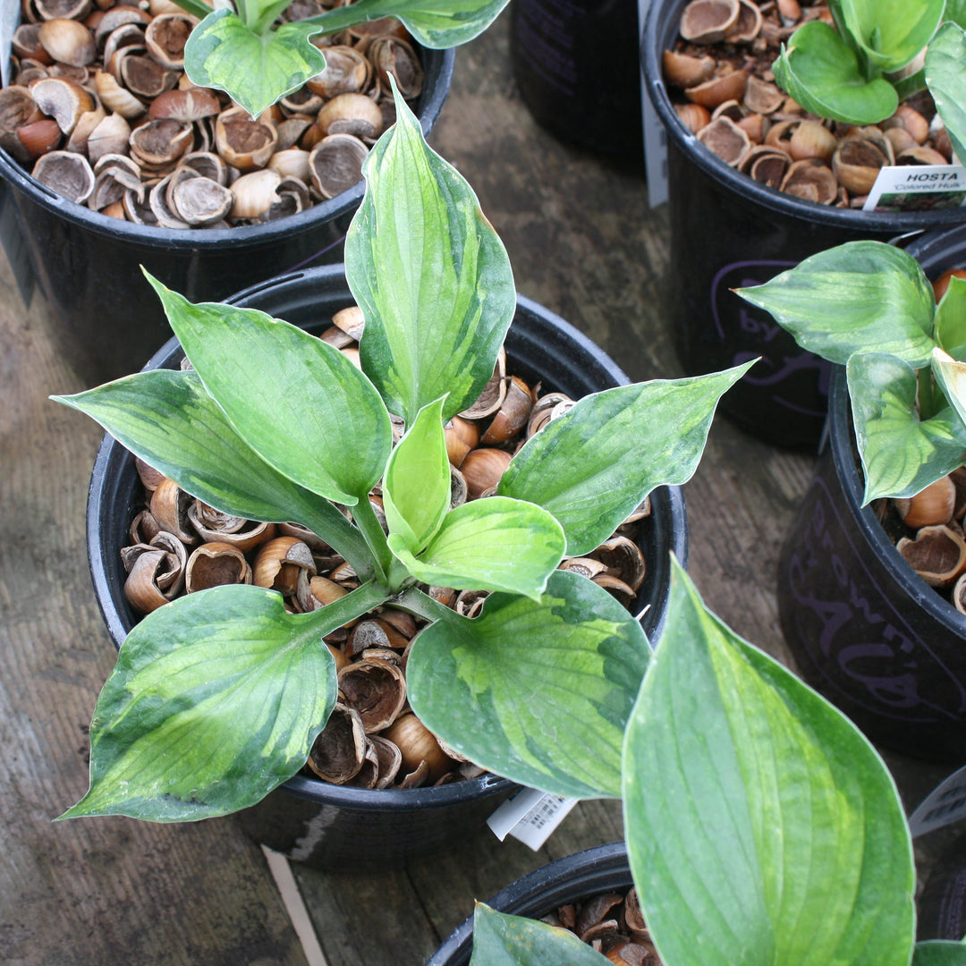 Hosta 'Colored Hulk' Hosta, 1 Gallon Perennials