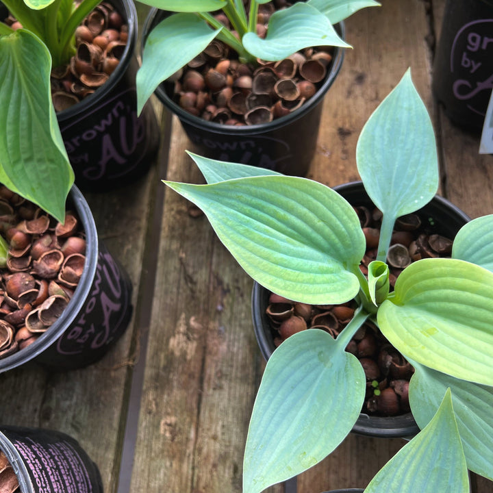 Hosta 'Fragrant Blue' Hosta, 1 Gallon Perennials