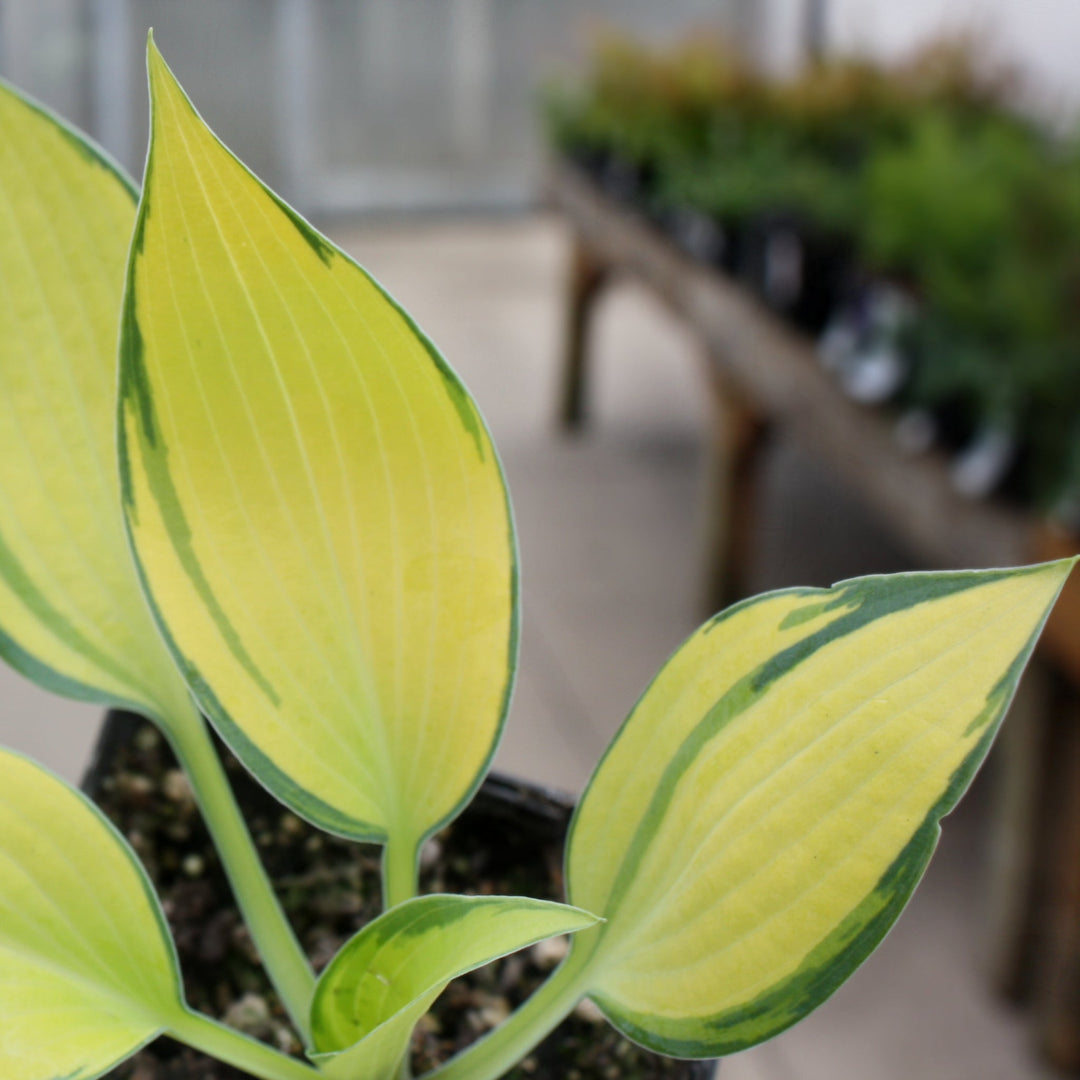 Hosta x 'June' Hosta, 1 Quart Perennials