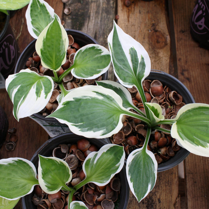 Hosta x 'Patriot' Hosta, 1 Gallon Perennials