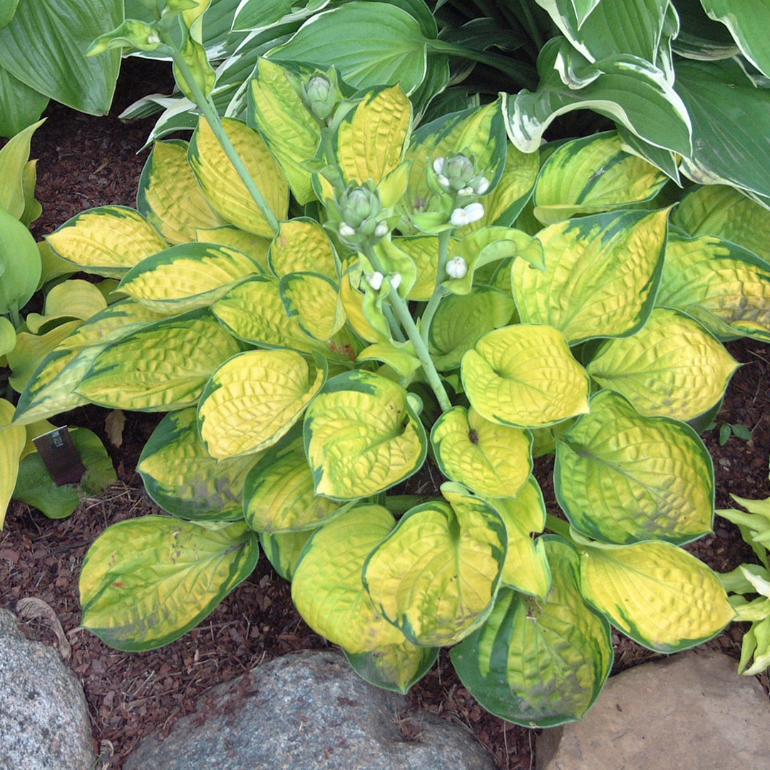 Hosta 'Rainforest Sunrise' Hosta, 1 Gallon Perennials