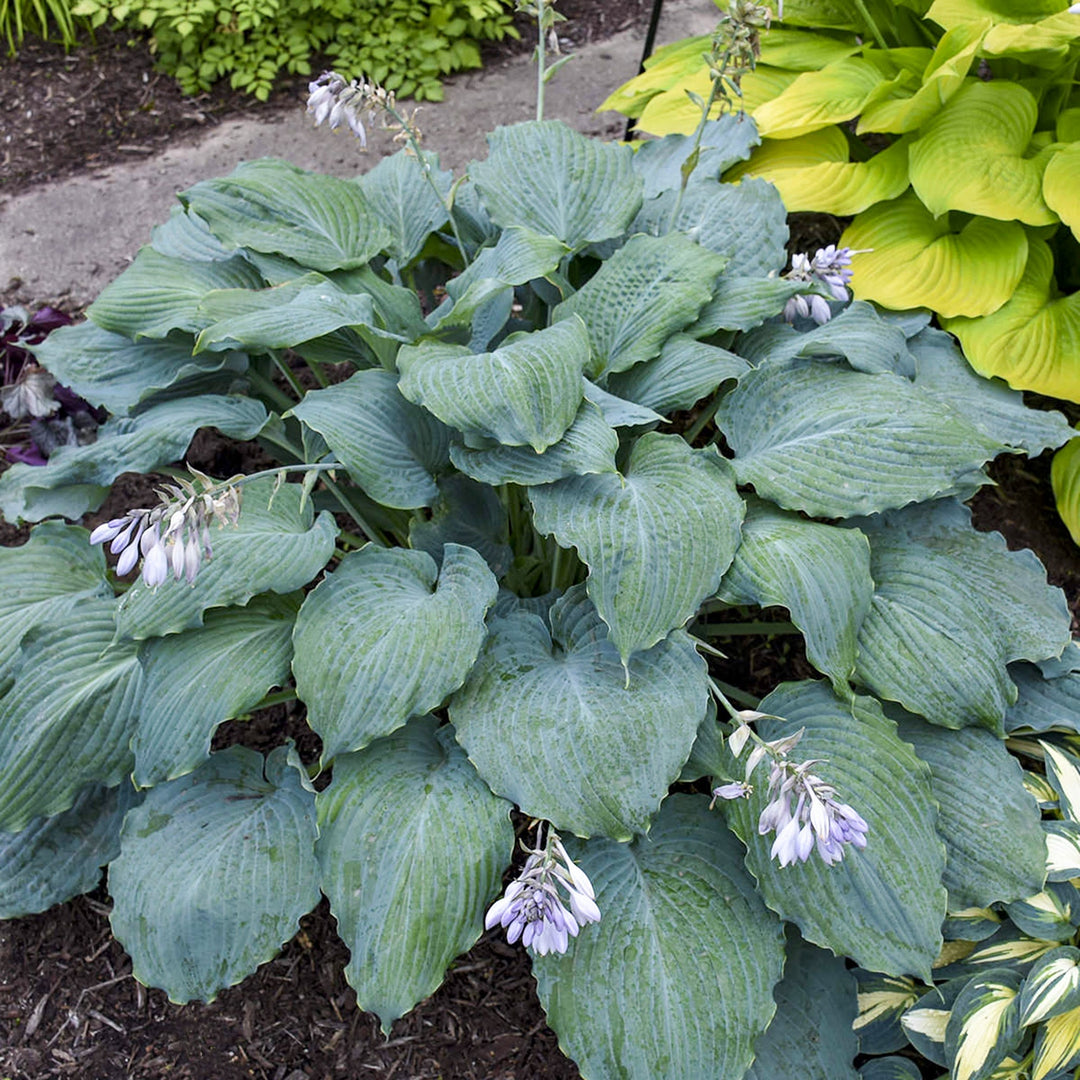 Hosta x 'Diamond Lake' PP30769 Hosta, 1 Gallon Perennials