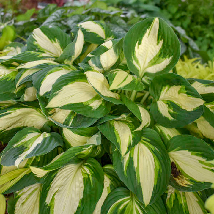 Hosta x 'Vulcan' Hosta, 1 Gallon Perennials