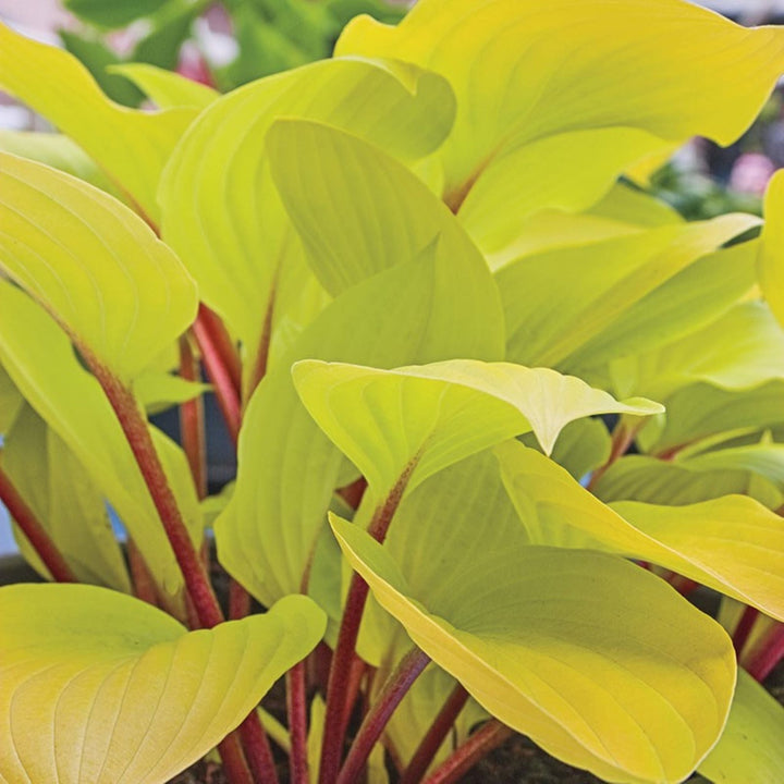 Hosta x 'Fire Island' Hosta, 1 Gallon Perennials