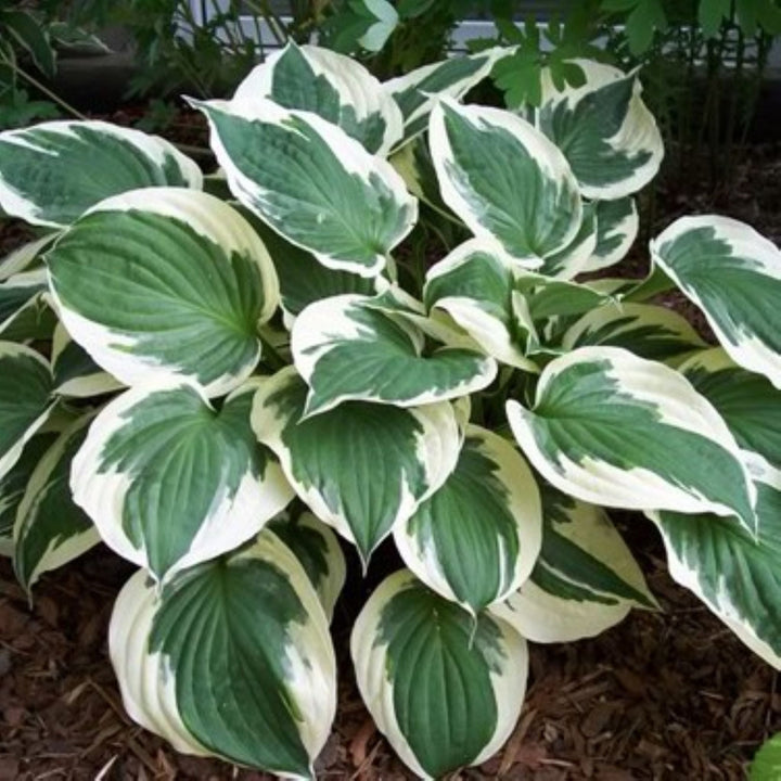 Hosta 'Minuteman' Hosta, 1 Gallon Perennials