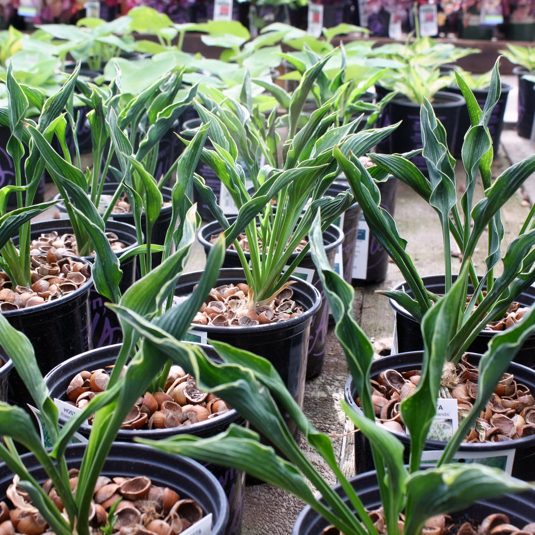 Hosta 'Praying Hands' Hosta, 1 Gallon Perennials