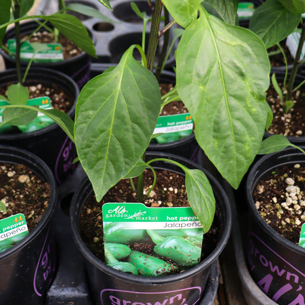 Capsicum annuum 'Jalapeno' Hot Pepper, 1 Gallon Annuals