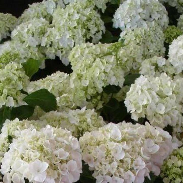 Hydrangea macrophylla 'Madame Emile Mouliere' Mophead Hydrangea, 3 Gallon Shrubs