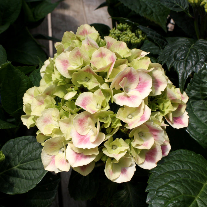 Hydrangea macrophylla 'Ramars' Mophead Hydrangea, 2 Gallon Shrubs