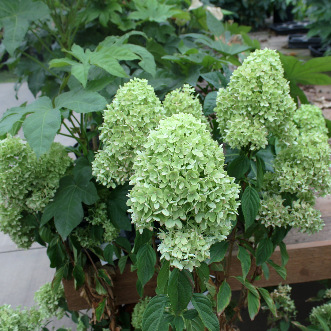Hydrangea paniculata 'Jane' PP22330 Panicle Hydrangea, 7 Gallon Shrubs