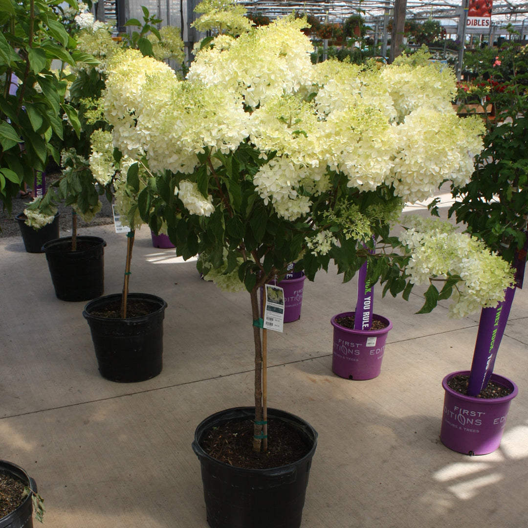 Hydrangea paniculata 'Phantom' Panicle Hydrangea Tree, 10 Gallon Trees