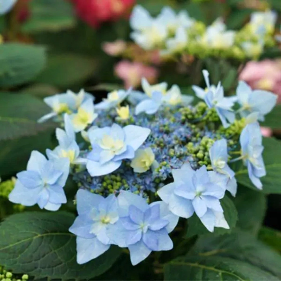 Hydrangea serrata 'SMNHSDD' PP29832 Mountain Hydrangea, 2 Gallon Shrubs