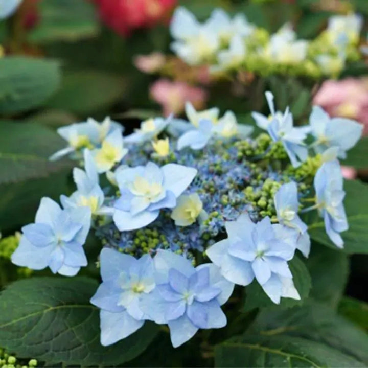 Hydrangea serrata 'SMNHSDD' PP29832 Mountain Hydrangea, 2 Gallon Shrubs