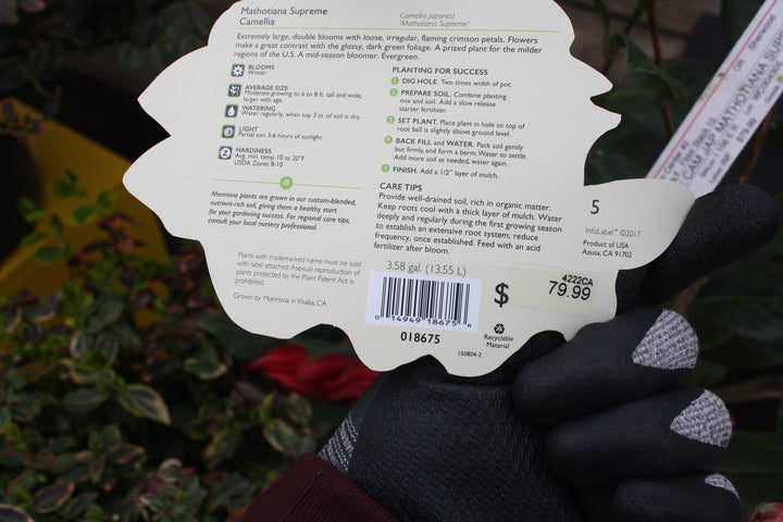 Camellia japonica 'Mathotiana Supreme' Camellia, 5 Gallon Shrubs