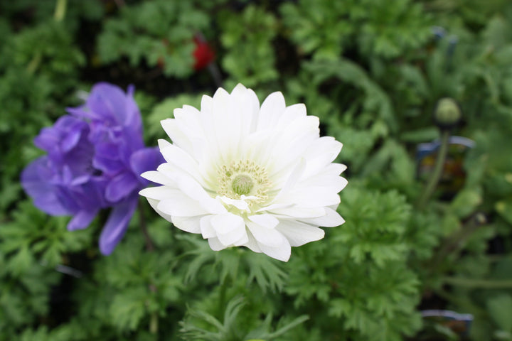 Anemone coronaria 'Harmony Double Mix' Poppy Anemone, 1 Quart Perennials