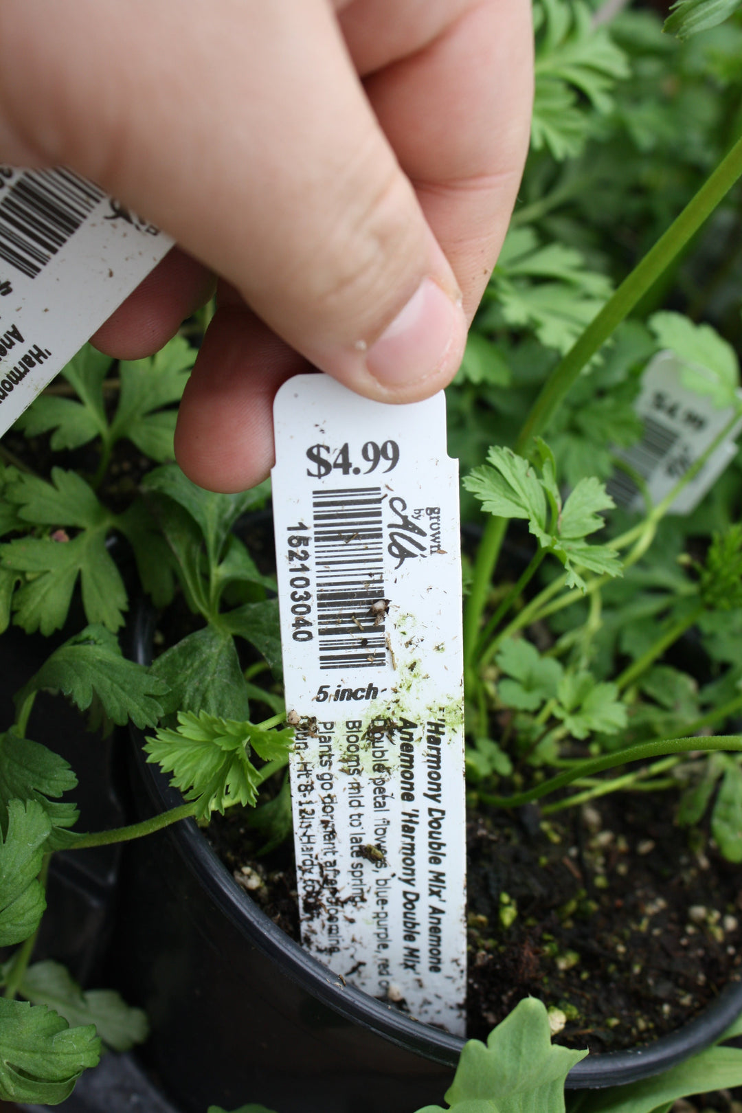 Anemone coronaria 'Harmony Double Mix' Poppy Anemone, 1 Quart Perennials