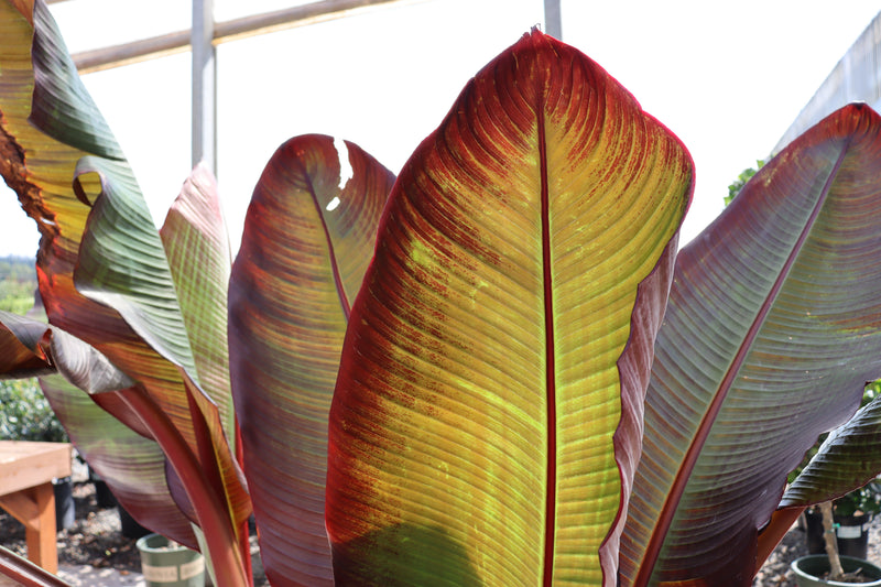 Red Banana Plants & 8" and 10" Elephant Ear Alocasias