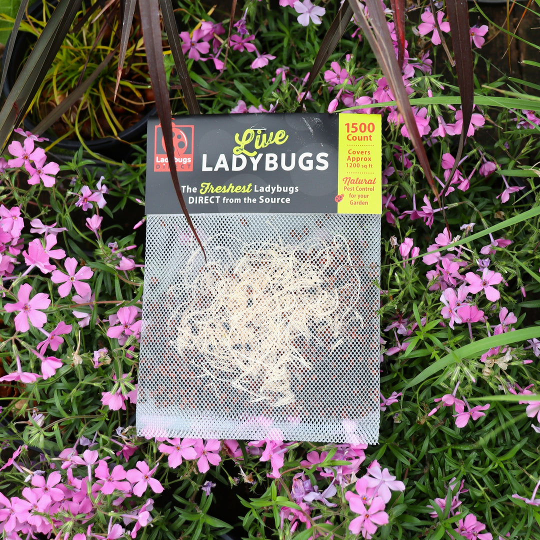 Ladybugs