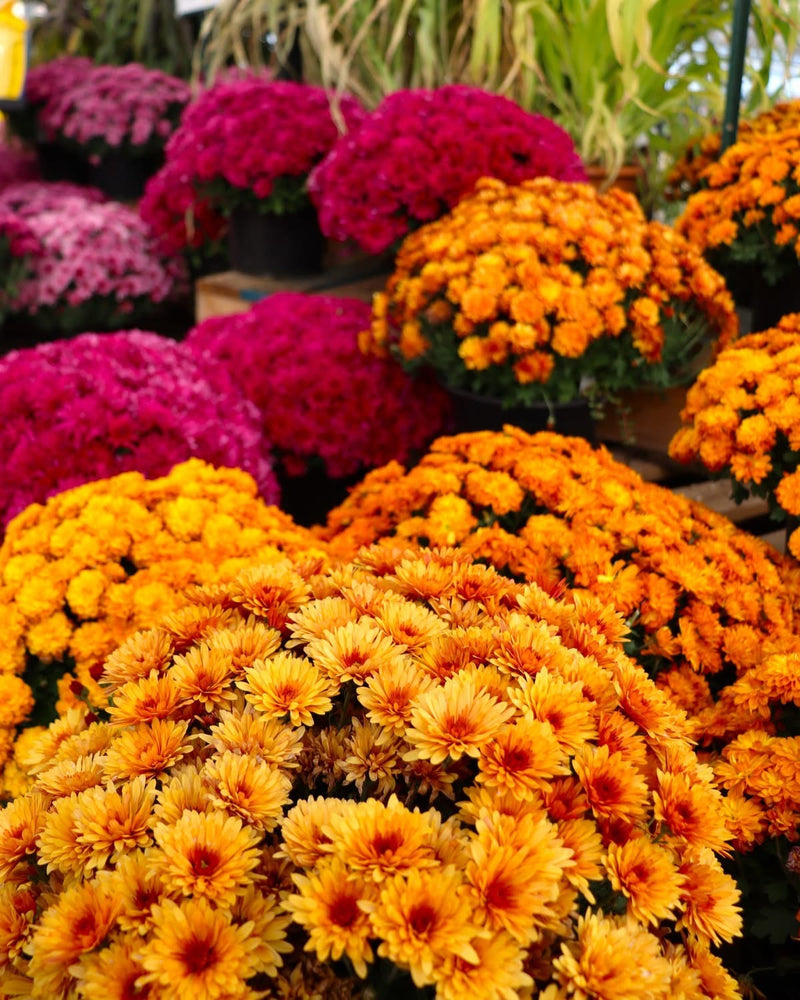 4” & 8” Mums