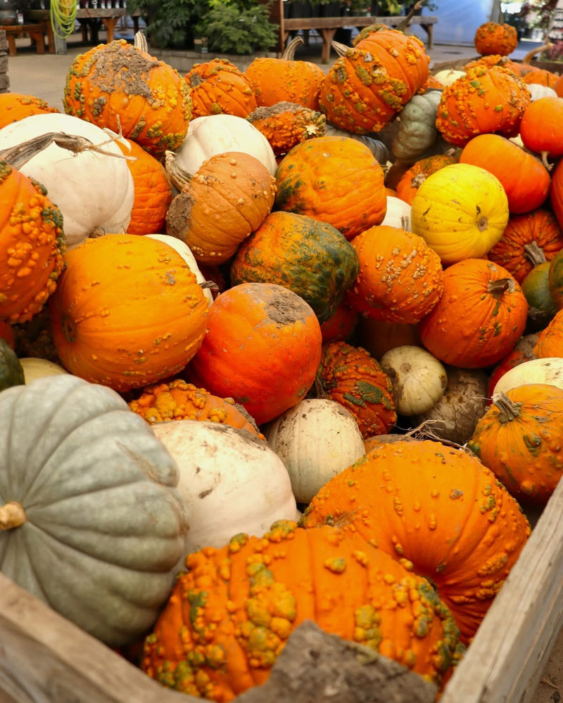 Classic Orange & Speciality Pumpkins