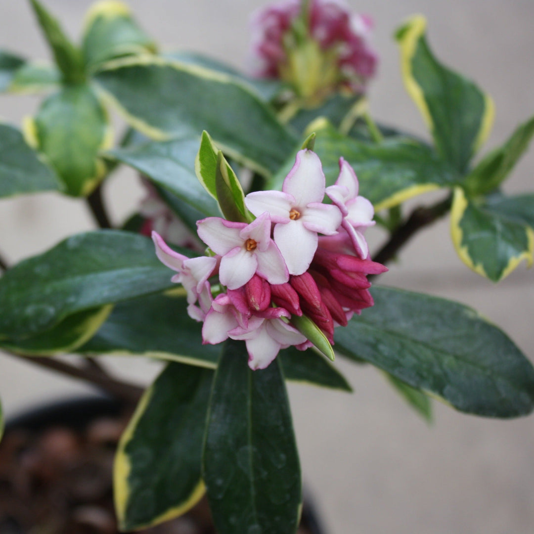 Daphne odora 'Aureomarginata' Winter Daphne, 3 Gallon Shrubs