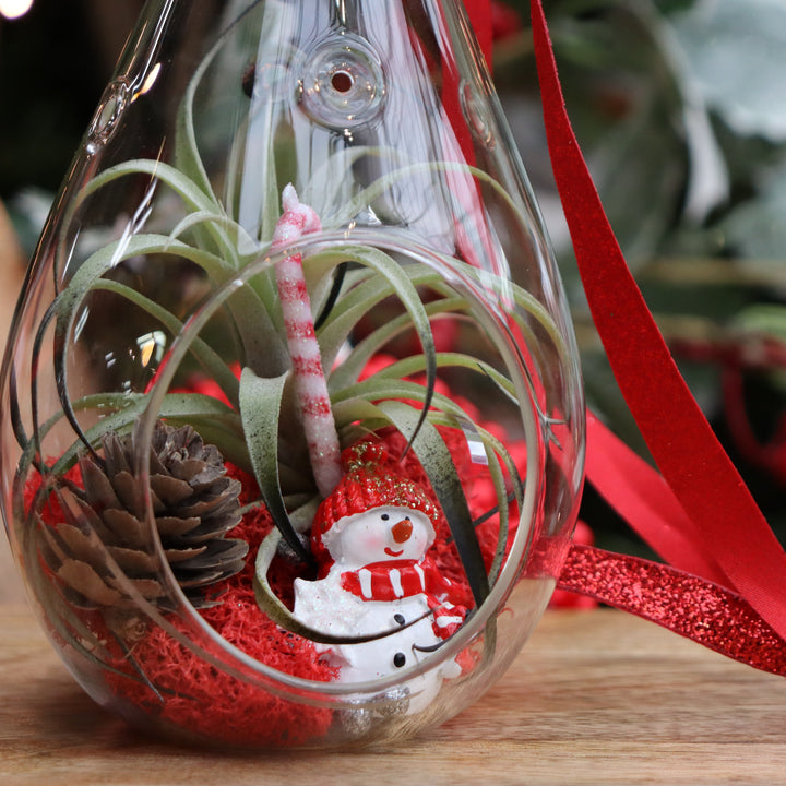 Tinsel & Tillandsia: Holiday Air Plant Ornament Workshop - Gresham